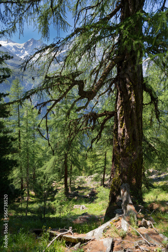 The Walliser alps peaks over the Mattertal valley and old larch tree.