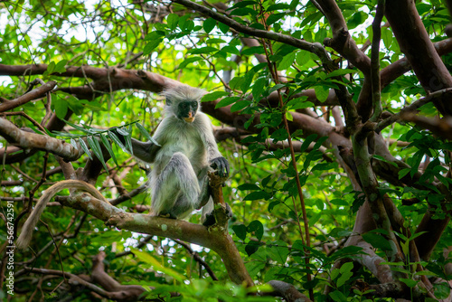 Red Colobus Monkey, Jozani Forest, Zanzibar - Endangered Species