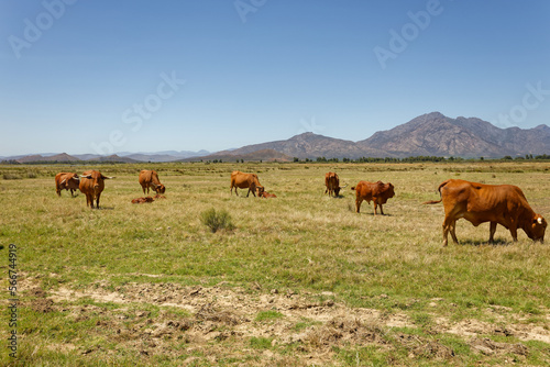 Afrikaner cows grazing on open veld near Worcester  Breede River Valley  South Africa.