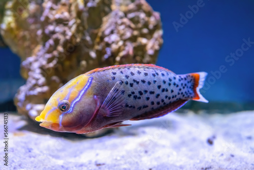 Foto Bright beautiful fish Queen coris, Coris formosa swimming in aquarium