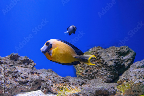 Beautiful bright orange fish in the aquarium  Acanthurus pyroferus Chocolate surgeonfish. Tropical fish on the background of aquatic coral reef in oceanarium pool