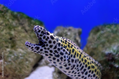 Gymnothorax favagineus or laced moray fish swimming out of its hiding place. Honeycomb Moray Eel in aquarium, oceanarium pool with coral reef