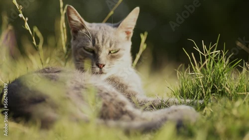 Wallpaper Mural Portrait of a gray cat lying on grass and licking itself. Torontodigital.ca