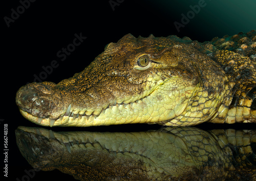 Crocodile (Crocodylus porosus).
