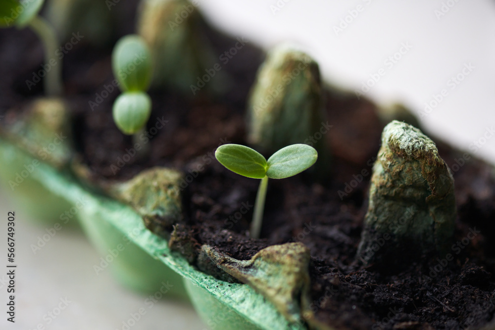 Sprouting method of growing cucumbers. Seed shoots appearing from the