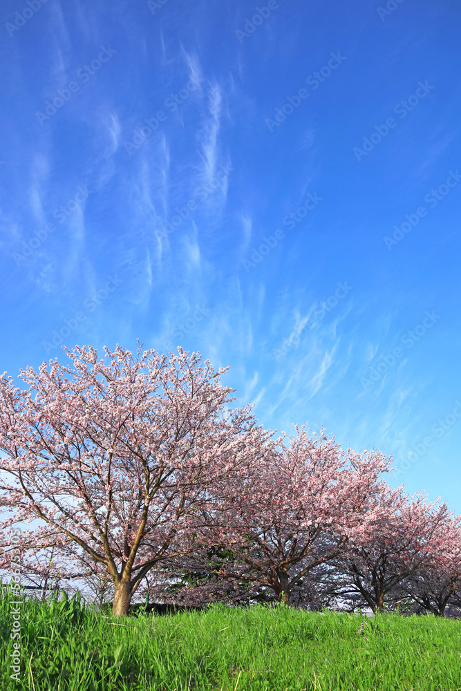 Spring Scenery In Japan, Cherry blossoms of the Kawasaki Tamagawa River Embankment Spring Scenery In Japan, Cherry blossoms of the Kawasaki Tamagawa River Embankment