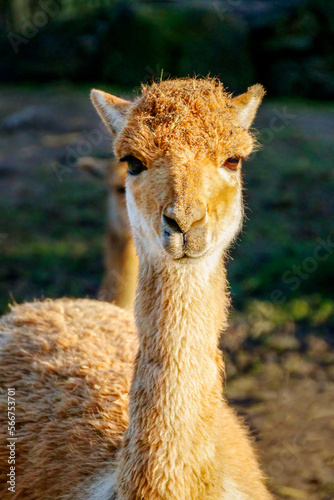 Vicuna family of lama and alpaca looking in the camera