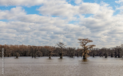 Wallpaper Mural Beautiful cypress trees on Caddo Lake, Texas, on a winter morning Torontodigital.ca