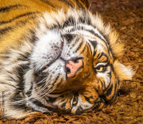 Close-up of a Sumatran tiger lying upside down
