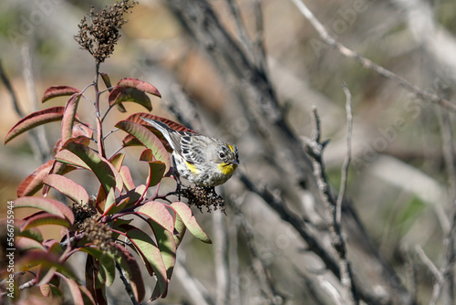 yellow feather bird