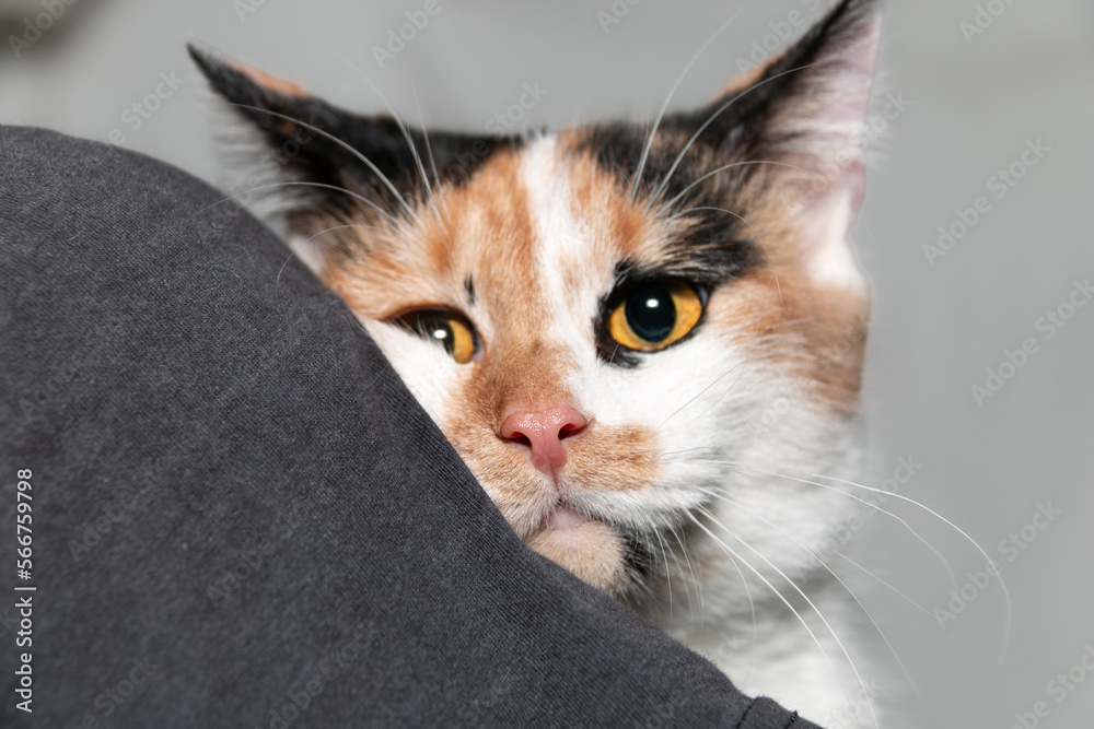 Portrait of a funny black-white-orange cat with beautiful expressive bright orange eyes. Close-up