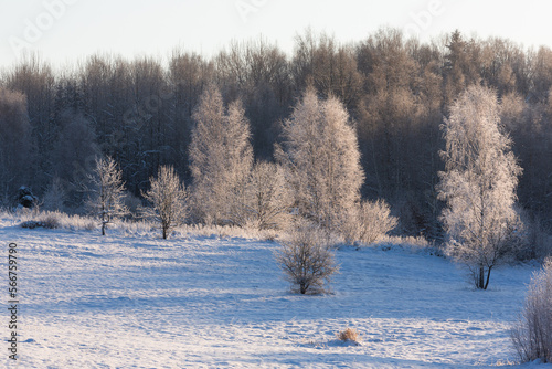 Wallpaper Mural sunny, snowy winter day in the countryside at sunset Torontodigital.ca