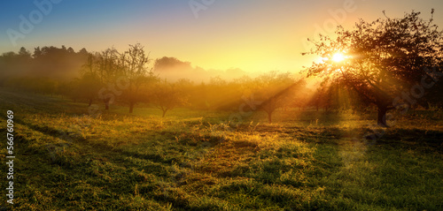 Vibrant gold sunrise over a rural landscape, with the sun casting warm rays through a tree and the mist unto the damp meadow