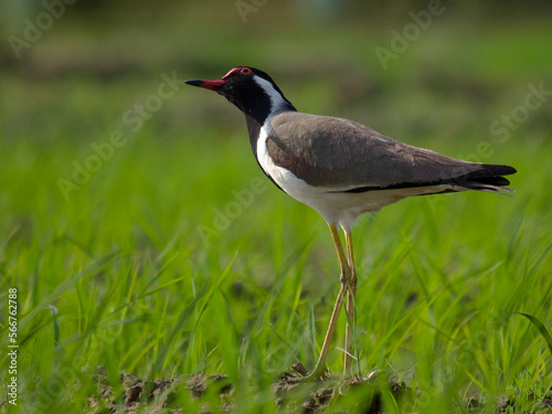 Red Wattled Lapwing 