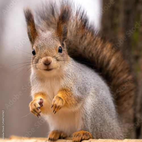 close up of a smiling red squirrel sitting on its hind legs with blurred light background