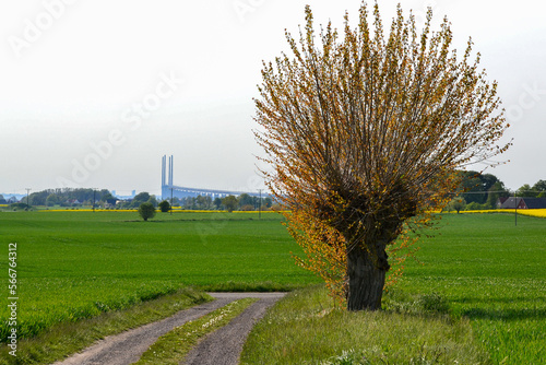 View with a Willow tree in the foreground