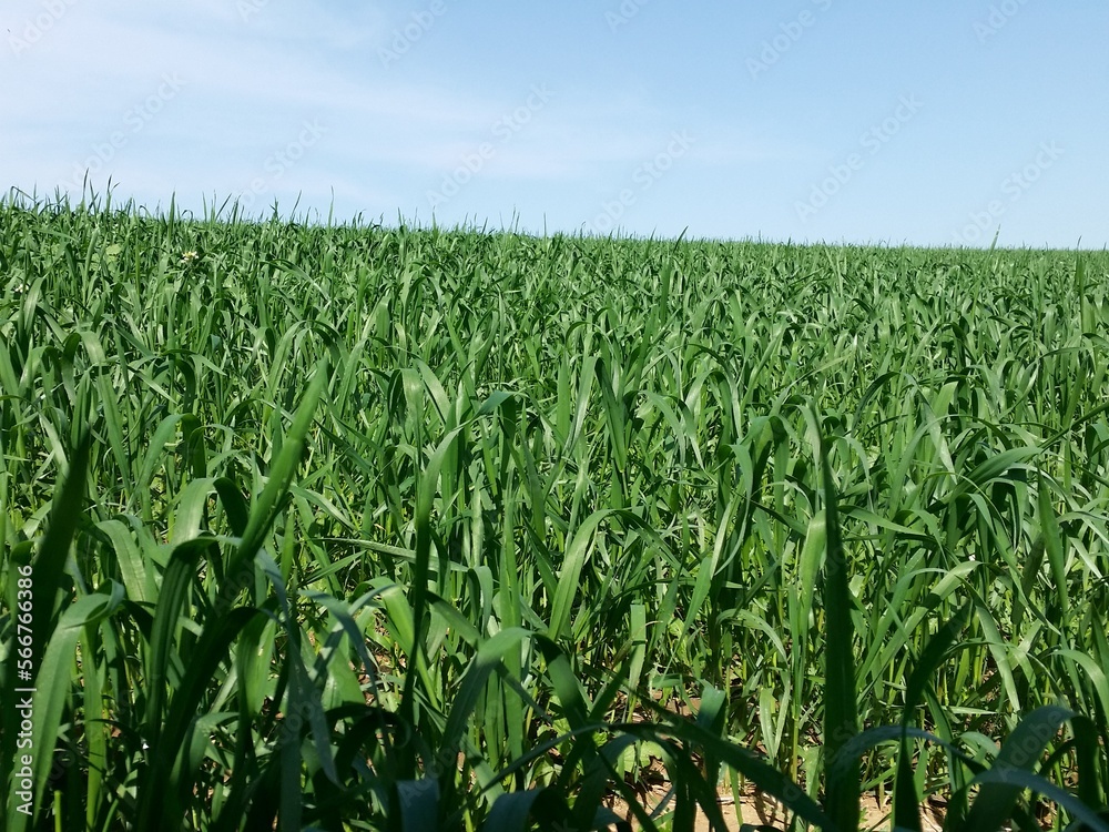 wheat grass