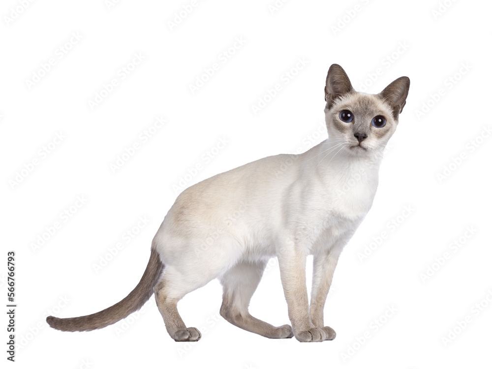 Young adult lilac Thai cat standing side ways, looking towards camera with dark blue eyes. Isolated cutout on a transparent background. Young adult lilac Thai cat standing side ways, looking towards camera with dark blue eyes. Isolated cutout on a transparent background.