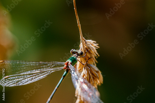 Libelle