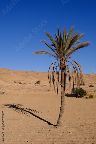 Palma nel deserto