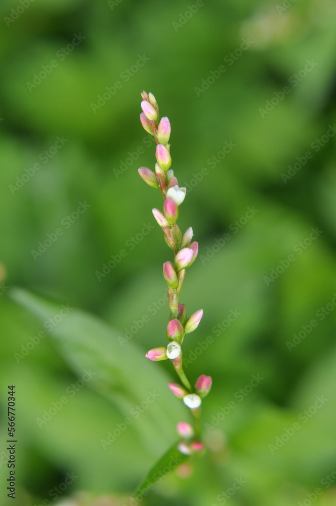 Fototapeta premium Persicaria hydropiper grows in the wild