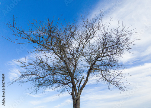 TREE WITH BACKGROUND OF BLUE SKY