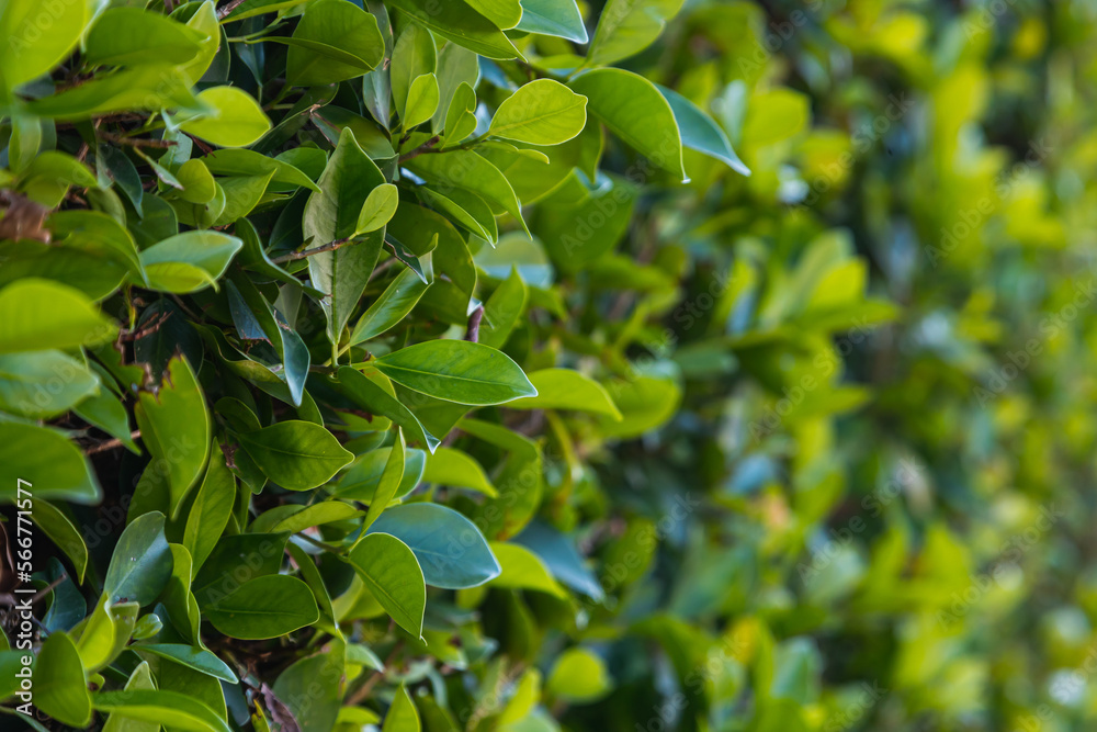 Close-up of a beautiful fresh bush branch with green leaves, the background is blurred.