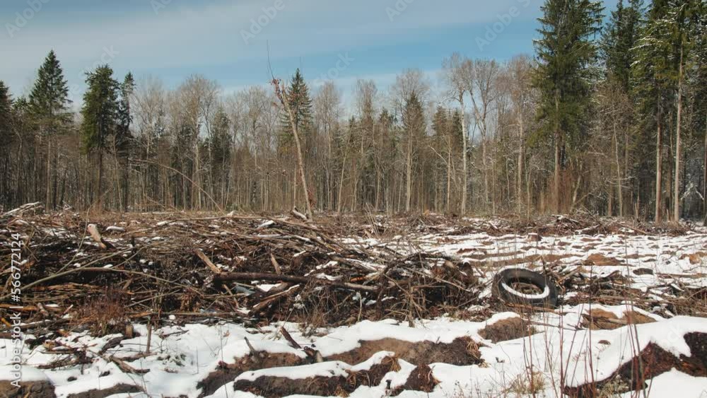 Deforestation. A cut-down section of forest. A felled pile of pine ...