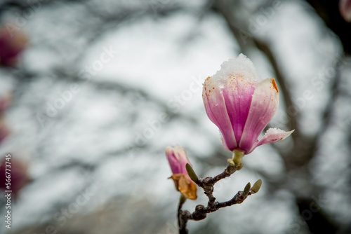 A rare spring flower, a magnolia.close-up in the snow © khanfus