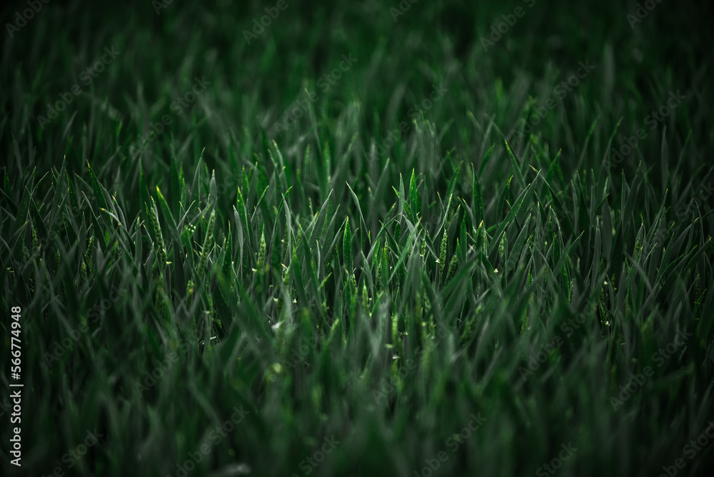 Green wheat in a wheat field close-up. Wheat background.