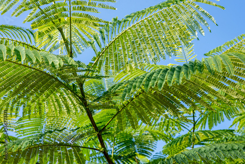 Acacia tree leaves against blue sky on the sun  close up  background. 