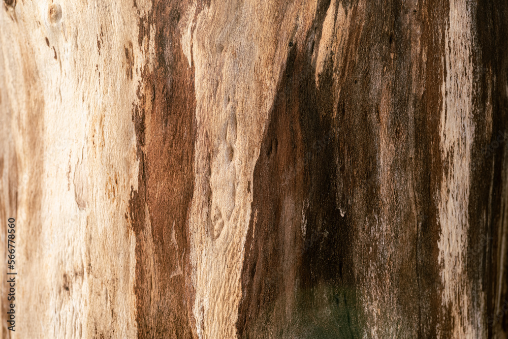 Fototapeta premium tło drewno naturalne w kolorze brązowym ze słojami