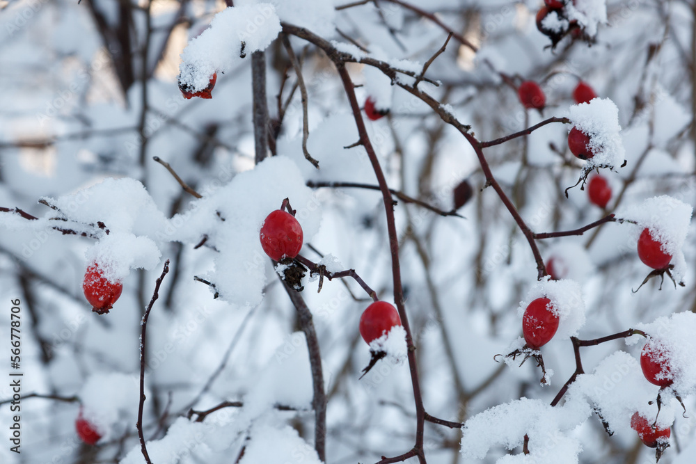 Red rosehip berries covered with snow in winter Red rosehip berries covered with snow in winter