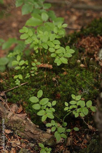 Clover, moss, fern, green leaves in the Carpathian forest.