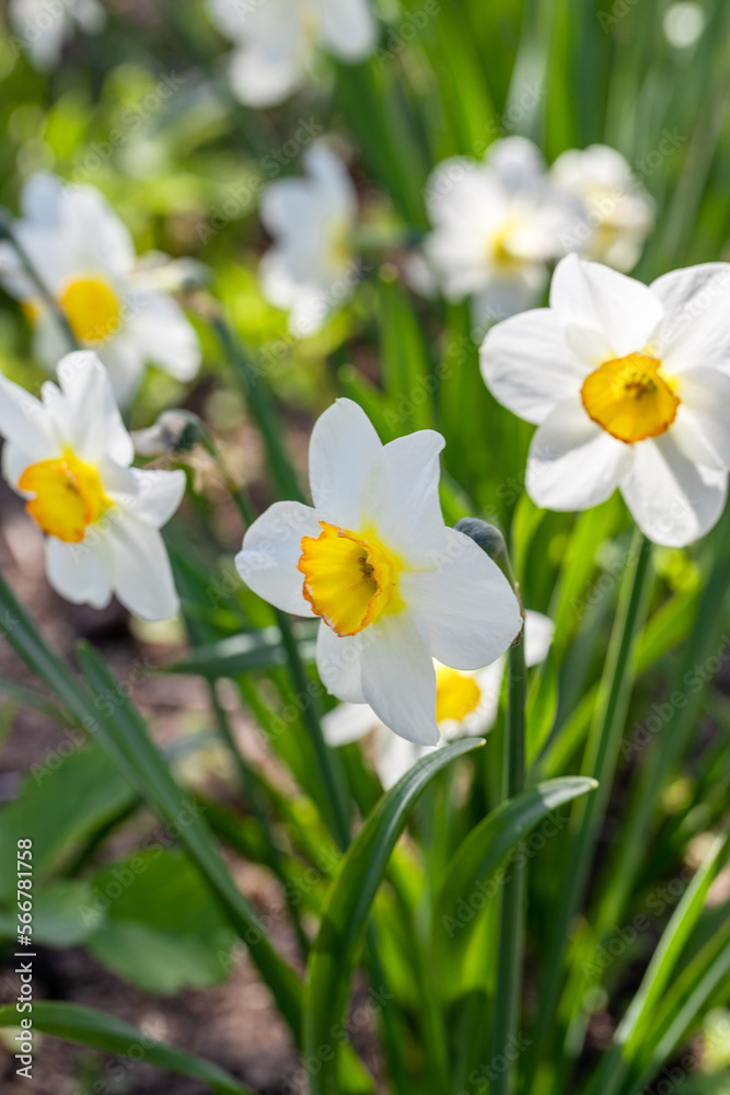 Narcissus flowers flower bed with drift yellow. White double daffodil flowers narcissi daffodils. Narcissus flowers flower bed with drift yellow. White double daffodil flowers narcissi daffodils.