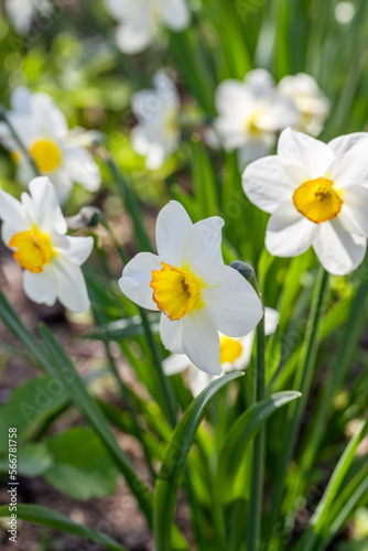 Narcissus flowers flower bed with drift yellow. White double daffodil flowers narcissi daffodils. 