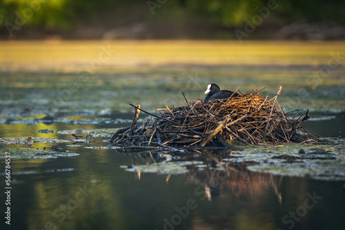 Foulque macroule dans son nid sur l'etang en train de couver des oeufs
