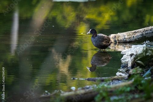 Foulque macroule sur la berge d'un étang éclairé par le soleil levant avec sa réflection sur l'eau