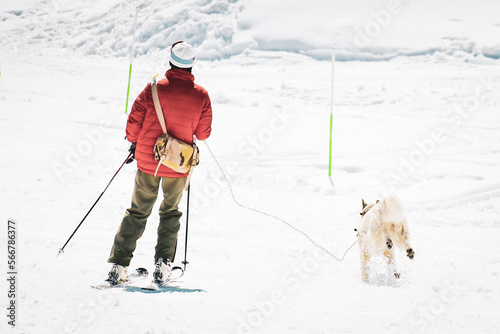 Skijoring dog racing practice on ski slopes. Winter dog sport competition. Siberian husky dog pulls skier. Active skiing on snowy cross country track road photo