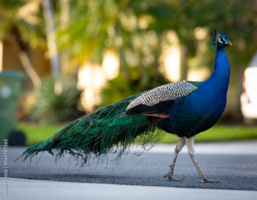 peacock with feathers peacock with feathers