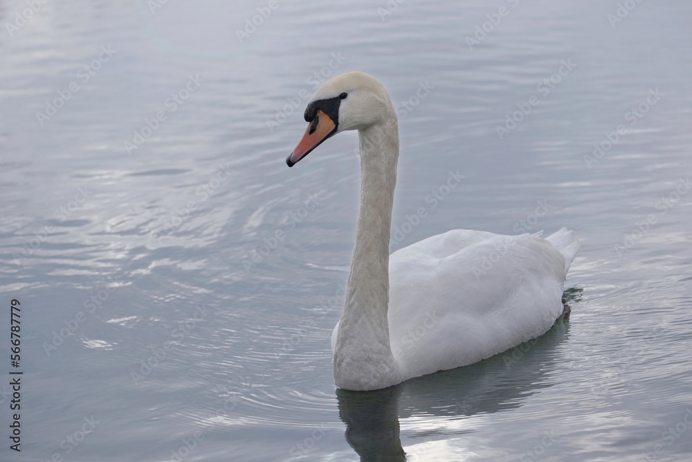 Naklejka premium Ein Schwan