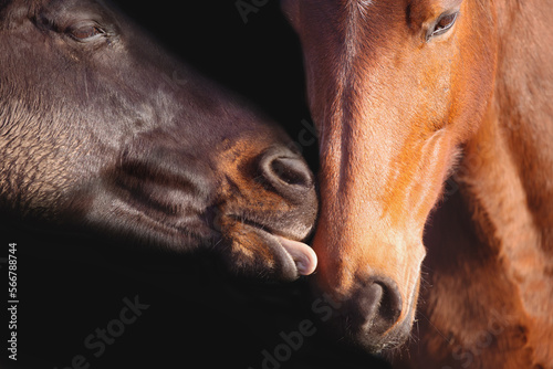 Wallpaper Mural Horses heads on a black background. Torontodigital.ca