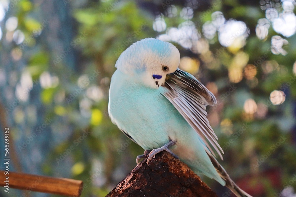 Obraz premium Preening