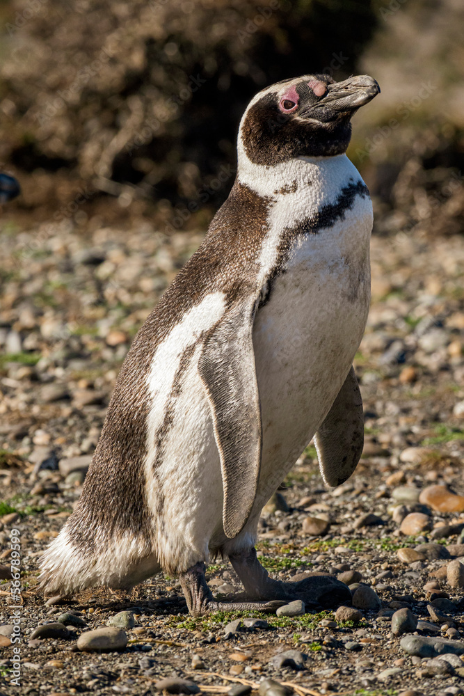 Naklejka premium Magellanic penguin standing on the beach.