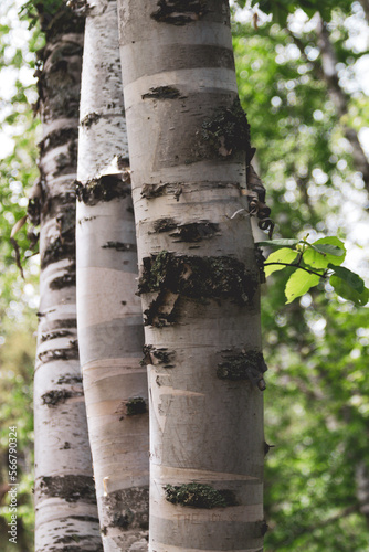 birch trees in the forest