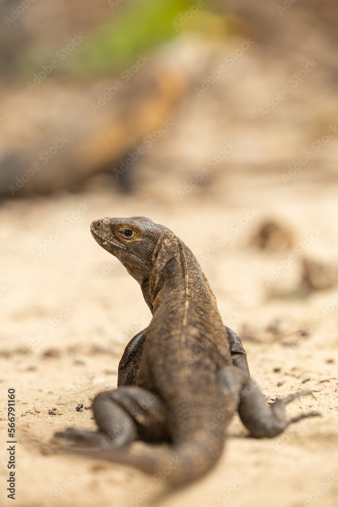 iguanas en la playa iguanas en la playa