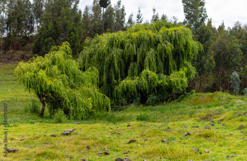 Paisaje verde de árboles de sauces llorones y pasto, de fondo pinos y