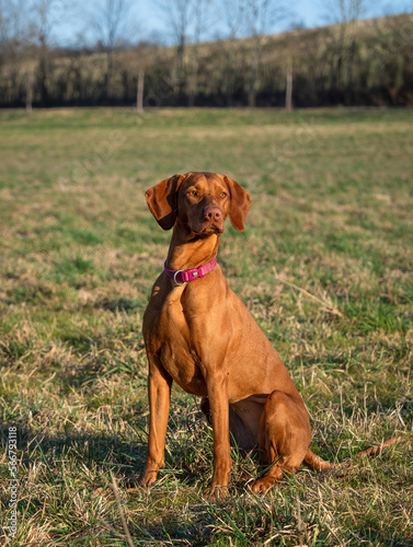 A ungarian magyar vizsla dog closeup in jena photo