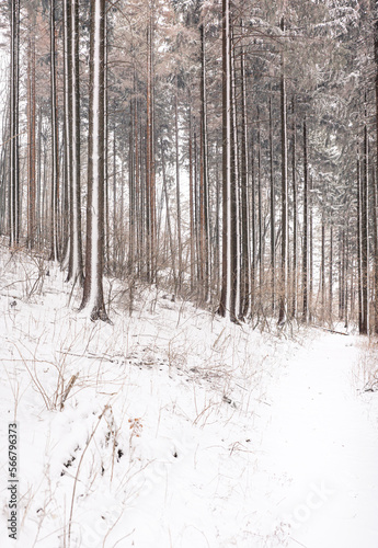 Pathway in the forest in wi...