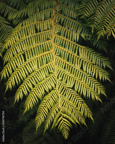 Silver Fern in a rainforest...